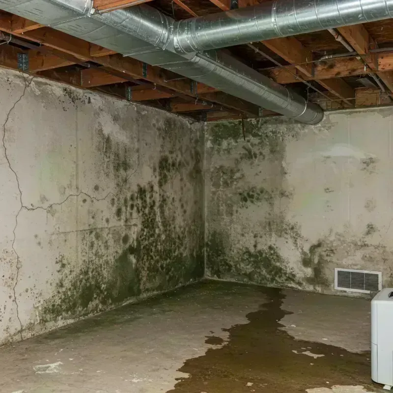 Professional Mold Removal in Sparta, MO